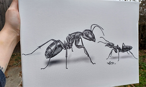 carpenter ant drawing